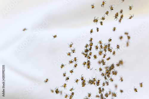 Baby spiders on white background