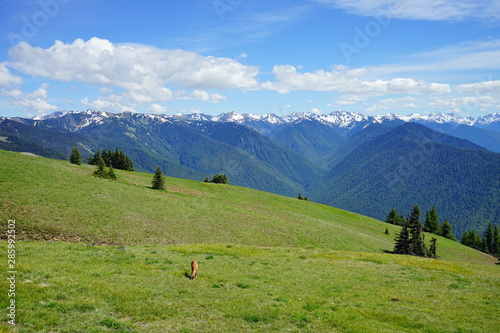 Beautiful mountains in Olympic National Park in summer in Washington, near Seattle 