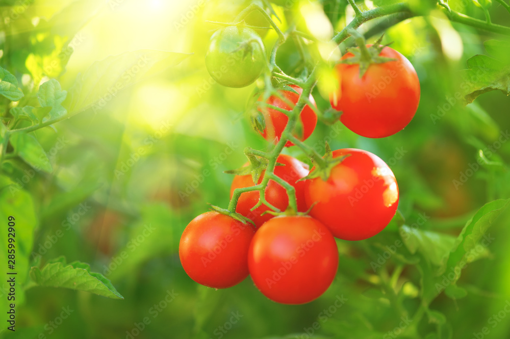 Tomato. Fresh and ripe organic Cherry tomatoes growing in a garden. Tomato hanging on a branch. Agriculture