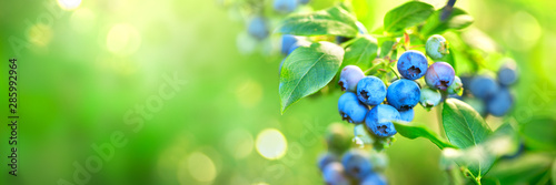 Fotografija Blueberry plant