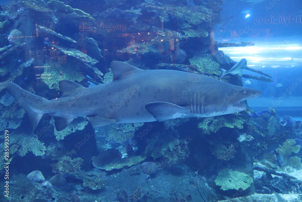 Requin taureau, aquarium de Dubaï, Émirats arabes unis Requin taureau, aquarium de Dubaï, Émirats arabes unis