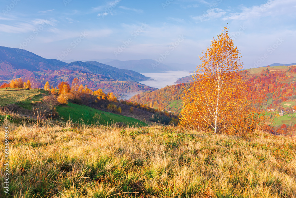 beautiful autumn rural landscape at sunrise. trees in fall colors on a grassy meadow in morning light. valley full of fog at the foot of distant ridge. sunny weather in mountains beautiful autumn rural landscape at sunrise. trees in fall colors on a grassy meadow in morning light. valley full of fog at the foot of distant ridge. sunny weather in mountains