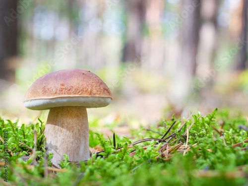 white mushroom in the forest.