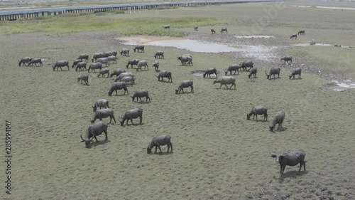 aerial view group of thai buffalo living freely in open field grass