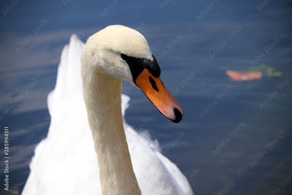 Obraz premium Wild UK Swan