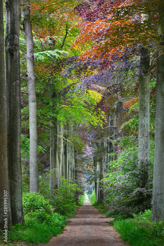 Walkway in a green Spring beech forest in Leuven, Belgium photo