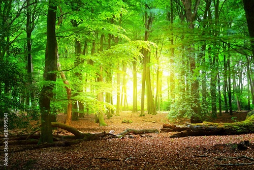 Fototapeta Naklejka Na Ścianę i Meble -  Walkway in a spring forest in the Netherlands with a light glowing in the end