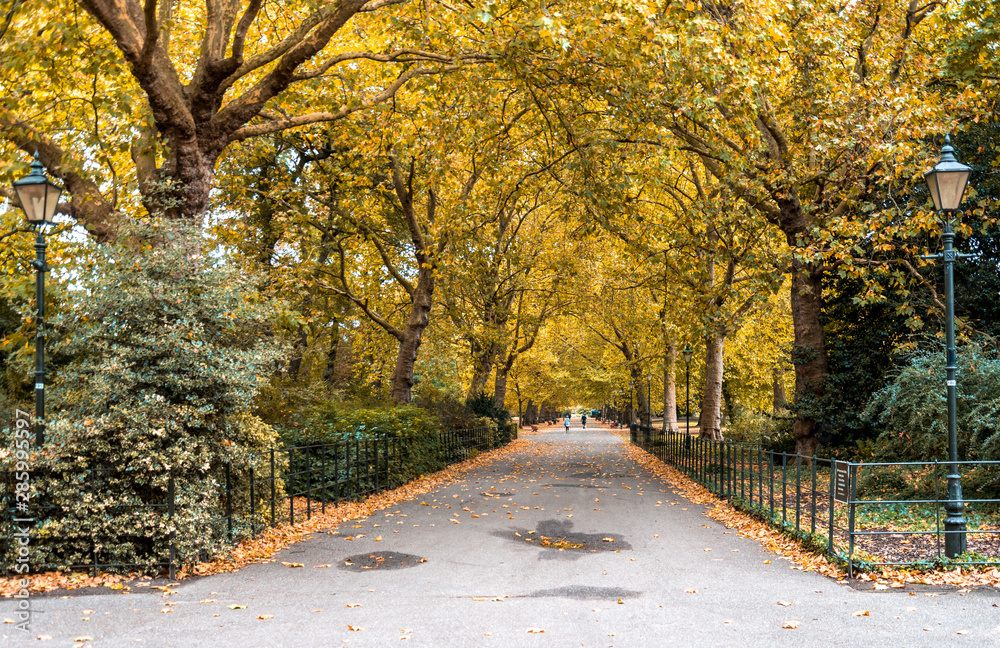 A long beautiful alley with yellow trees and fallen leaves on a ground in autumn, Battersea Park, London