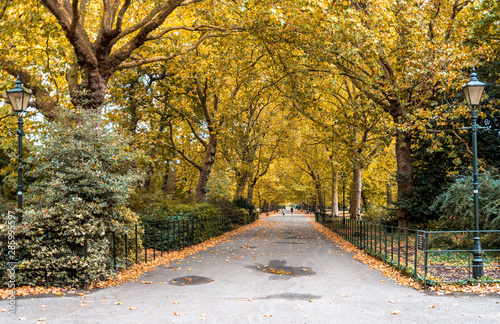 Obraz na płótnie A long beautiful alley with yellow trees and fallen leaves on a ground in autumn, Battersea Park, London w salonie