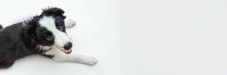 Funny studio portrait of cute smilling puppy dog border collie isolated on white background. New lovely member of family little dog gazing and waiting for reward. Pet care and animals concept. Banner
