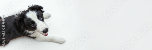 Fotografia Funny studio portrait of cute smilling puppy dog border collie isolated on white background