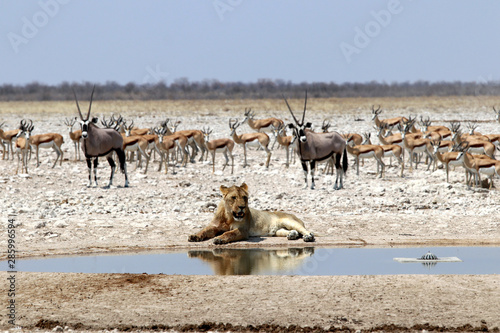 Lion at the waterhole - Namibia Africa