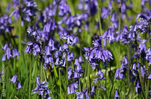 bluebells