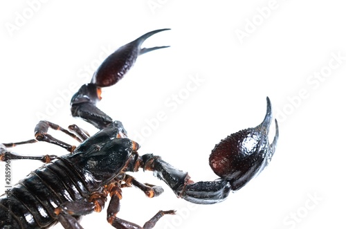 Scorpion (Heterometrus) isolated on white. No shadow photo