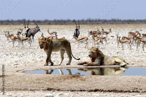 Lions at the waterhole - Namibia Africa