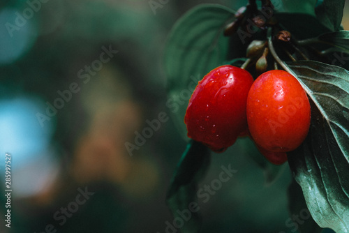 fresh cornelian cherry on banch with leaves