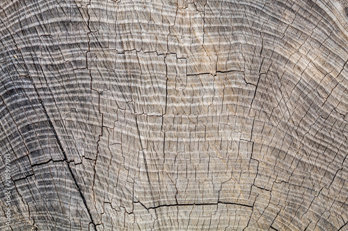 Old Weathered Grayish Cut Wood Cracked Texture