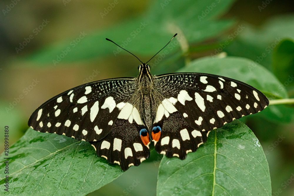 Fototapeta premium macro beautiful butterfly Papilio demoleus