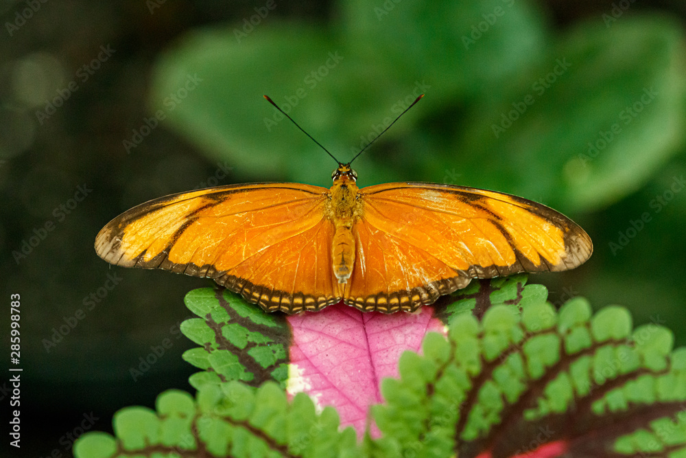 macro beautiful butterfly orange macro beautiful butterfly orange
