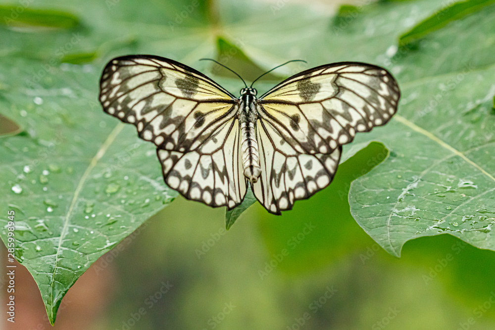macro beautiful butterfly Idea leuconoe macro beautiful butterfly Idea leuconoe