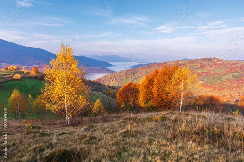 beautiful autumn rural landscape at sunrise. trees in fall colors on a grassy meadow in morning light. valley full of fog at the foot of distant ridge. sunny weather in mountains