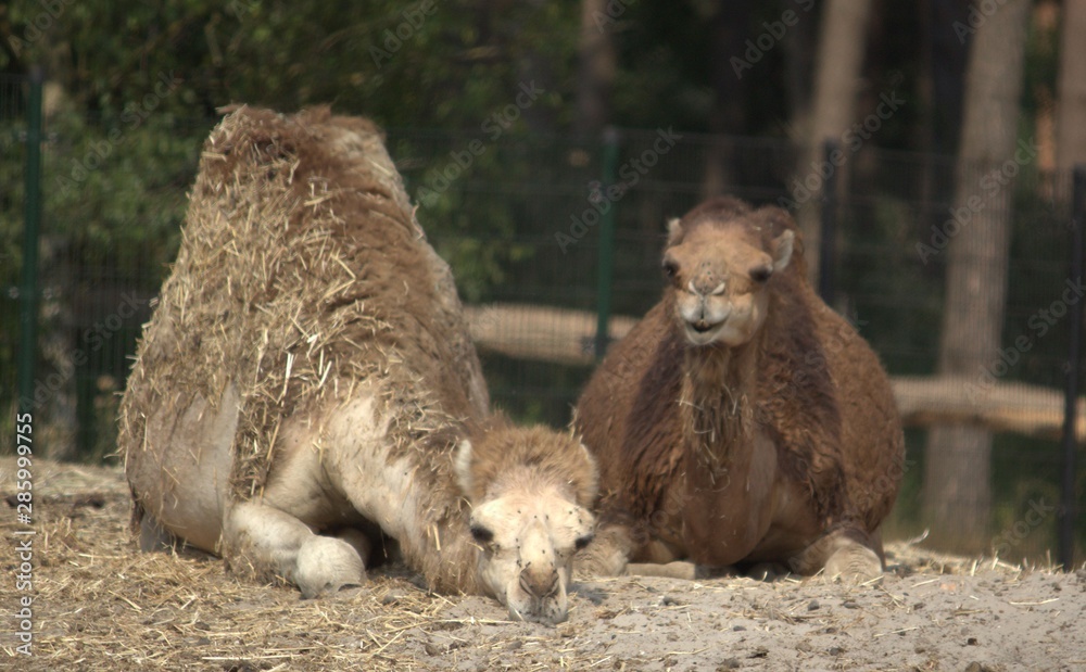 camel in zoo
