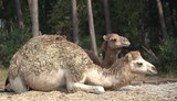  camel in zoo