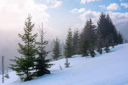 spruce forest in the morning. gorgeous winter scenery in foggy weather. trees on a snow covered hillside meadow. fluffy clouds on the blue sky. mysteriously glowing atmosphere © Pellinni