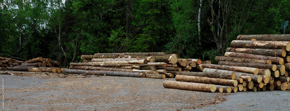 Log stacks along the forest road, Tatry, Log stacks along the forest road, Tatry,