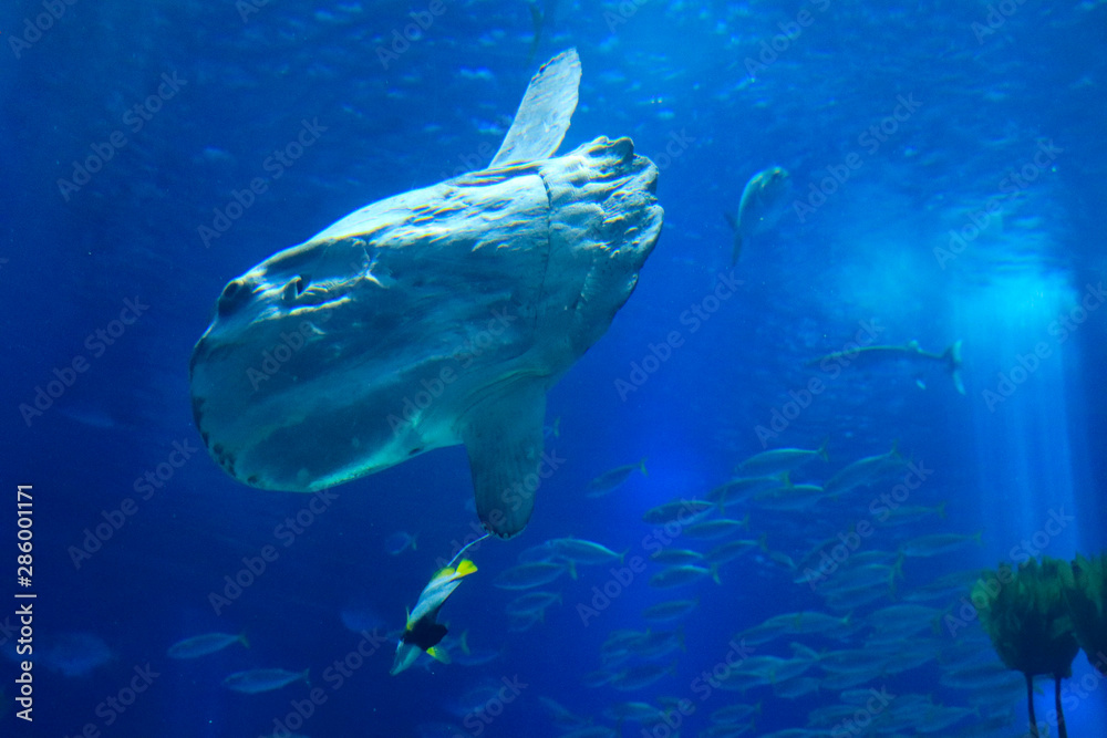 Fototapeta premium sunfish or common mola (Mola mola) swiming in the ocean