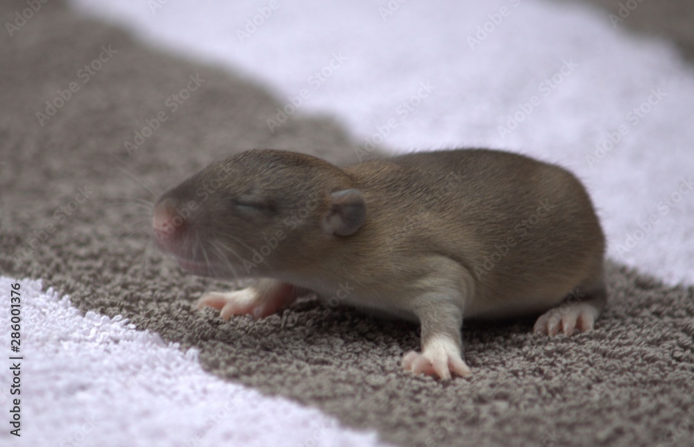 tame rat tame rat