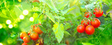 Tomato. Fresh and ripe organic Cherry tomatoes growing in a garden. Tomato hanging on a branch. Agriculture