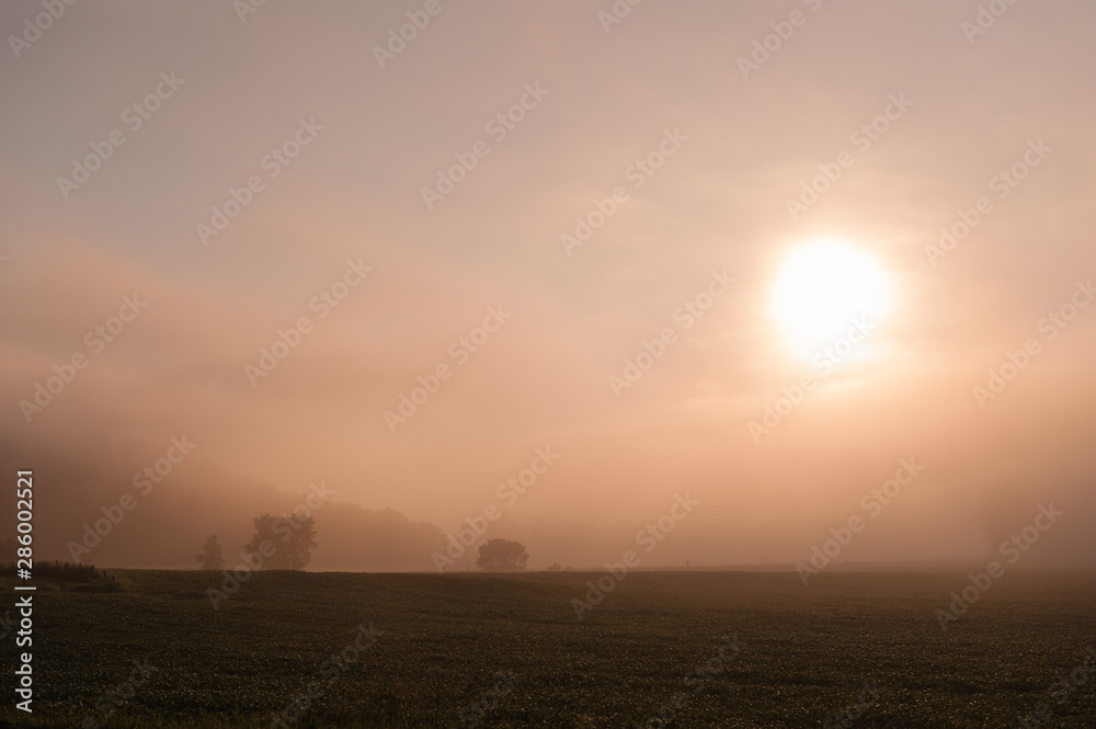 Cornfield in the early morning mist, Stowe, Vermont, USA