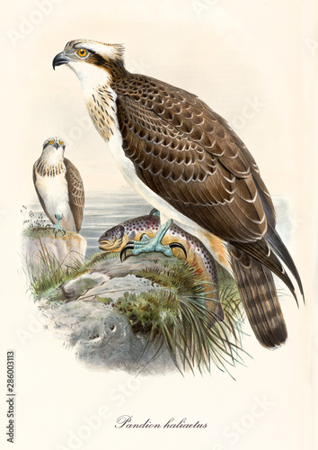 Papier peint Little hawk on a rock near the sea with a fish captured in its claws