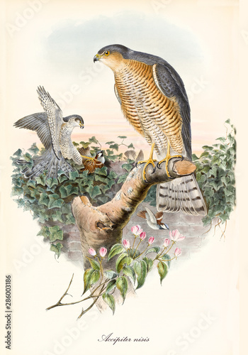 Fototapeta Naklejka Na Ścianę i Meble -  Exemplars of bird of prey on top of a tree. Old colorful and detailed illustration of Eurasian Sparrowhawk (Accipiter nisus). By John Gould publ. In London 1862 - 1873