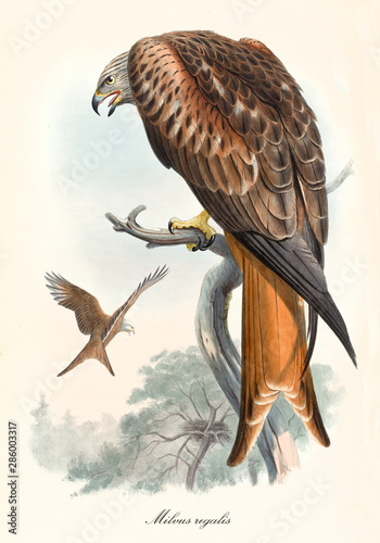 Bird of prey in back view screaming on a dry branch. Old colorful and detailed illustration of Red Kite (Milvus milvus). By John Gould publ. In London 1862 - 1873