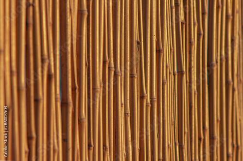 close up selective focus of dry bamboo stalks