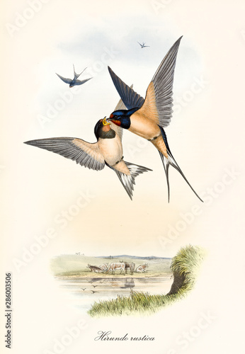 Couple of birds fighting up in the air. Isolated composition with a little pondy background. Old colorful illustration of Barn Swallow (Hirundo rustica). By John Gould publ. In London 1862 - 1873