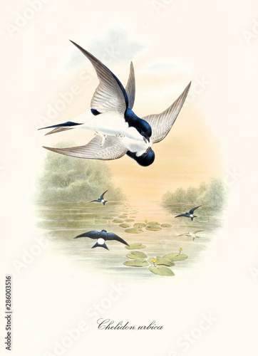 Quadro em tela Two black and white birds fighting up on the air over a pond