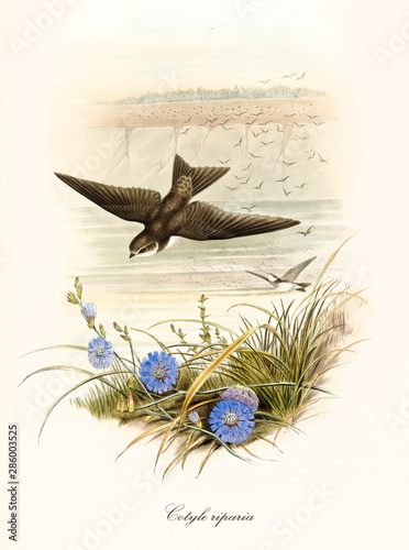 Brownyish bird flying swooping with opened wings over a little vegetation. Flock of other exemplars far on background. Illustration of Sand Martin (Riparia riparia). By John Gould, London 1862 - 1873 photo