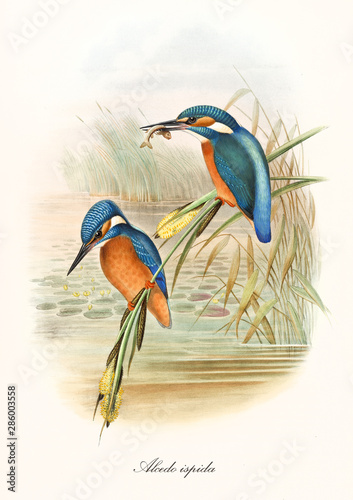 Two Kingfisher birds standing on the water vegetation, one of them with a fish in the long beak. Old illustration of Common Kingfisher (Alcedo atthis). By John Gould publ. In London 1862 - 1873