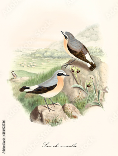 Two little cute birds on a rock surrounded by a green hillscape. Old colorful and detailed illustration of Northern Wheatear (Oenanthe oenanthe). By John Gould publ. In London 1862 - 1873
