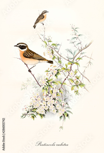 Two little cute birds on a thin branch in a botanical context rich of white little flowers. Old detailed illustration of Whinchat (Saxicola rubetra). By John Gould publ. In London 1862 - 1873 photo