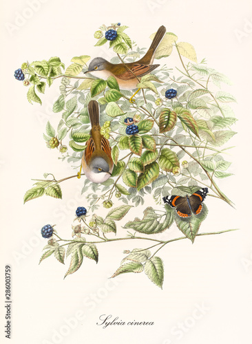 Two little brown birds and a butterfly among the leaves of a blackberry bush. Old illustration of Common Whitethroat (Sylvia communis). Botanical composition by John Gould publ. In London 1862 - 1873
