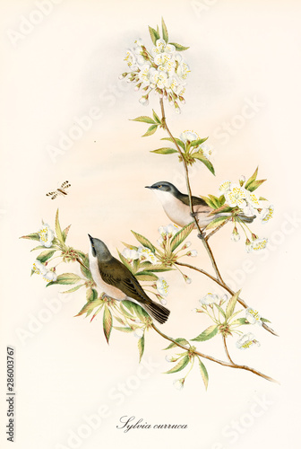 Two little cute birds on a thin branch observing a insect. Old colorful and detailed botanical illustration of Lesser Whitethroat (Sylvia curruca). By John Gould publ. In London 1862 - 1873 photo