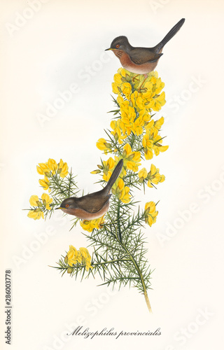 Obraz na plátně Two little brownish birds on a single isolated branch rich of yellow flowers
