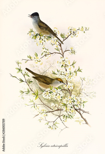 Two little cute birds posing in profile view on a branch rich of white flowers. Old detailed illustration of Eurasian Blackcap (Sylvia atricapilla). By John Gould publ. In London 1862 - 1873