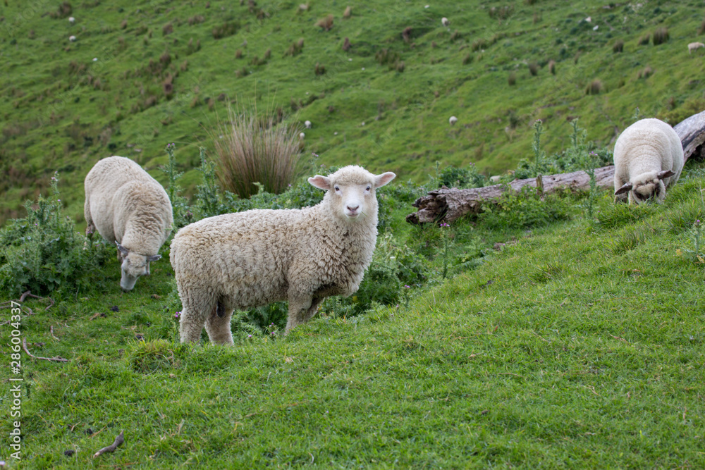 New Zealand sheep grazing on the hills New Zealand sheep grazing on the hills