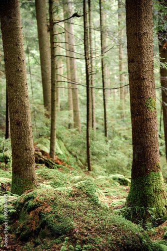 Moss in pine forest © Vitaliy Hrabar