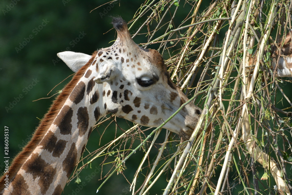 Naklejka premium Giraffe